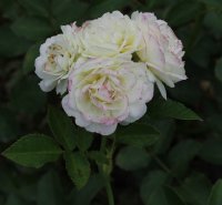 golden-border-1404