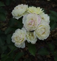golden-border-1405