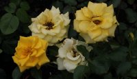 goldquelle-068