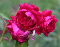 gruss-an-teplitz-979