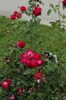 gruss-an-teplitz-980