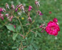 gruss-an-tepliz-1121