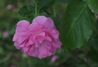 heilige-elizabeth-mark1106