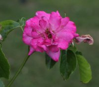 heilige-elizabeth-mark1107