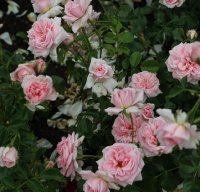 home-garden-1515