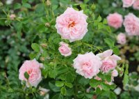 home-garden-1516