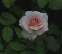 johann-strauss-058