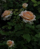 johann-strauss-059