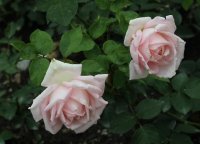 johann-strauss-062
