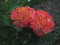 kaiserin-elizabeth-1036