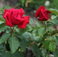karl-herbst-217