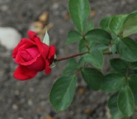 karl-herbst-219