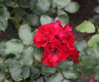 kathe-duvigenau-983