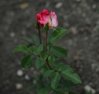 kordes-perfecta-227