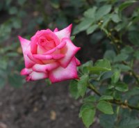 kordes-perfecta-228
