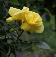 loredo-957