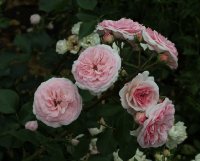 mariatheresia-1352