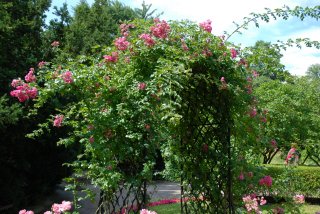 american-pillar-ogrod-botaniczny.jpg