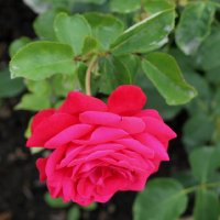 miss-baden-1531