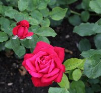 miss-baden-1532