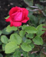 miss-baden-1533