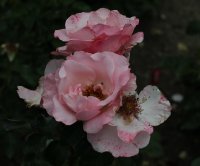 operettenrose-1135