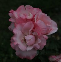 operettenrose