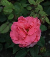 pariser-charme-1160