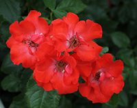 pasodoble-082