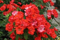 pasodoble-083