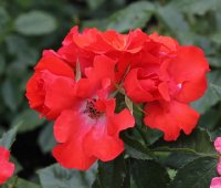 pasodoble-084