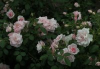 pearl-mirato-1365