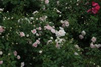 pearl-mirato-1366