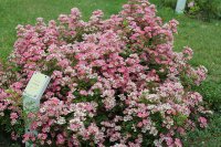 pink-spray
