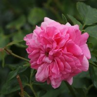 pink-swany-1346