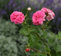 pink-swany-1347