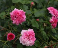 pink-swany