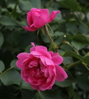 play-rose-1393