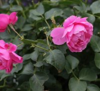 play-rose-1394