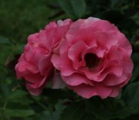 romanze-190