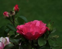 romanze-192