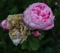 rosa-centifolia-major-1220