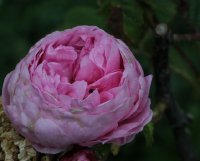 rosa-centifolia-major1274