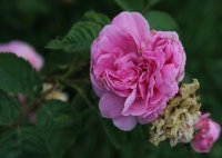 rosa-centifolia-major-aa