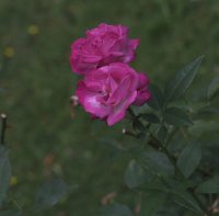 rosa-chinensis-1759r-994