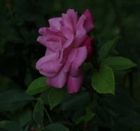 rosa-chinensis-1759r-995