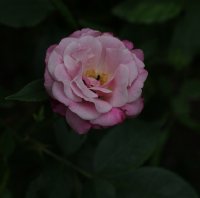rosa-chinensis-1759r