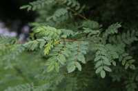 rosa-ecae-107