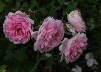 rosarium-glucksburg-1490