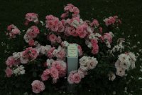 rosenprofesor-sieber-1114